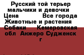 Русский той-терьер мальчики и девочки › Цена ­ 8 000 - Все города Животные и растения » Собаки   . Кемеровская обл.,Анжеро-Судженск г.